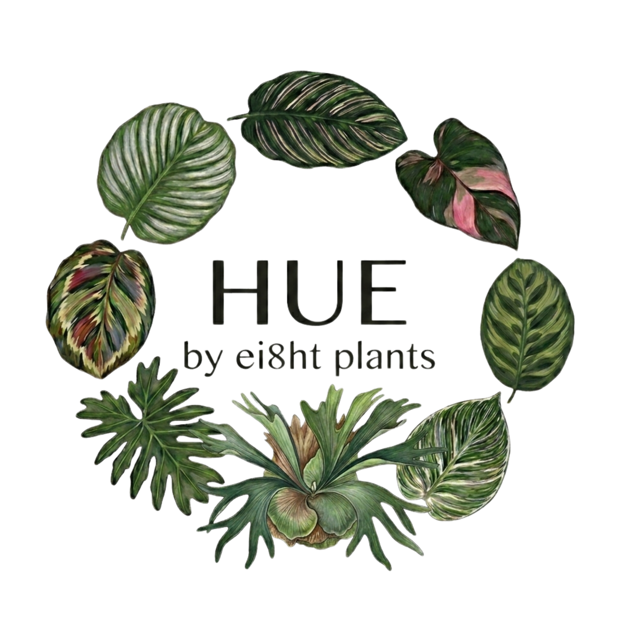 HUE by ei8ht plants